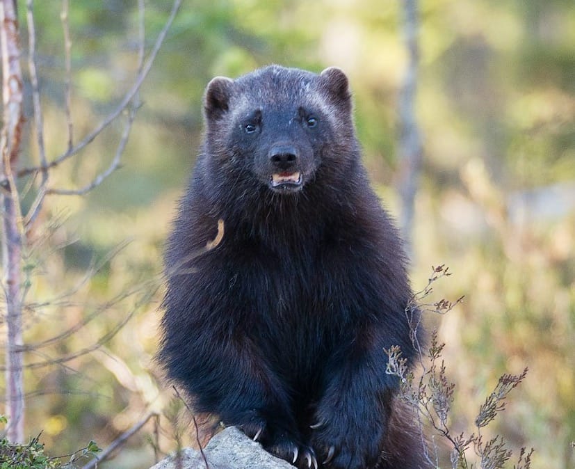 Downed Bears and Hyped Wolverines